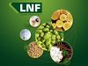 Conhecendo a LNF Latino Americana